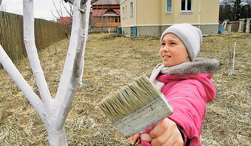 Известь в саду: побелка деревьев