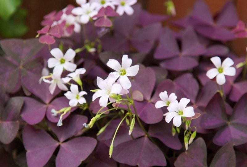 Цветок С Зелено Фиолетовыми Листьями Название Фото